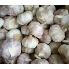 Top Quality of New Crop Fresh White Garlic